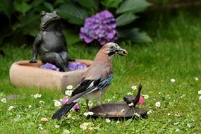 goodly Glandarius Bird