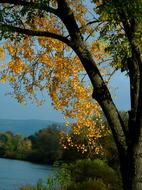 Autumn Tree Trees