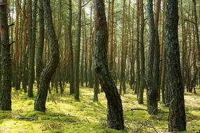 Forest Tree Nature