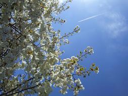 Blossom Tree England Flowers