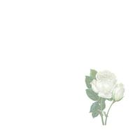 picture background rose white drawing