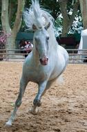 beautiful white Horse running in corral