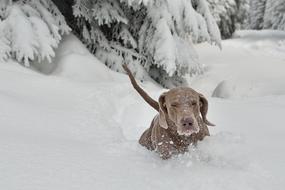 Winter Dog Snow play