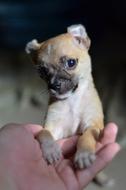 small puppy in the palm of hand