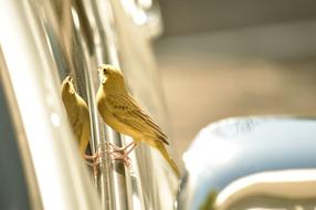 Canary bird looking at car mirror