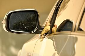 little yellow bird on the car