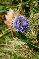 Koulenka Globularia Flower