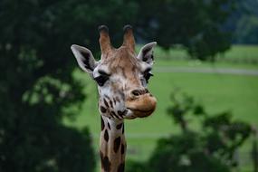 photo of a giraffe's head on a thin neck at a zoo in Africa