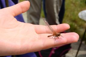 dragonfly sits in the palm of your hand