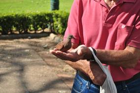 Dove Bird Food