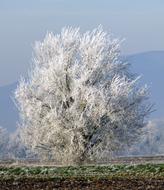 Tree Frozen Winter