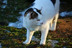 irresistible Cat Mieze