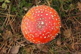 Fly Agaric Autumn Nature