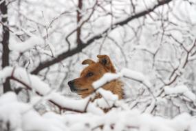 Chinese Rural Dogs Snow