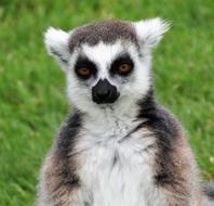 photo portrait of a wild lemur with brown eyes