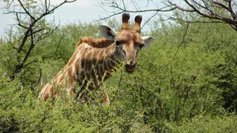 South Africa Madikwe