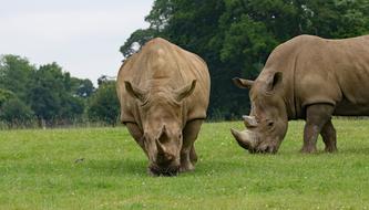 goodly Rhino Large Animal