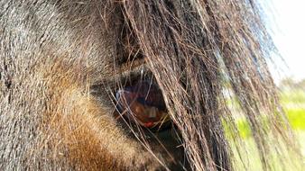 Equine Eye