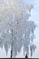 Birch Tree Winter