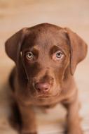 fabulous Labrador Dog Puppy