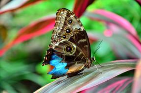 brown blue Butterfly on colorful leaf