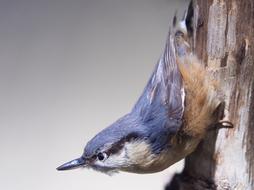 goodly Bird Stuffed on tree
