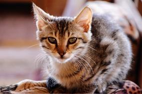 irresistible Kitten Cute