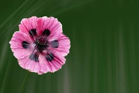 black and pink Poppy