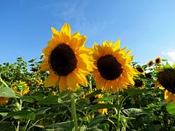 Sunflower Field