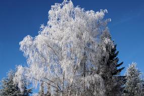 Winter Tree Birch