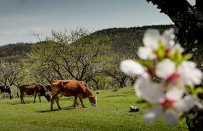 Cows grazing on Spring Grass