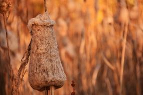 Reed Autumn Nature