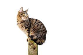 domestic tabby cat sits on a pillar