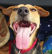 portrait of a dog with a long pink tongue