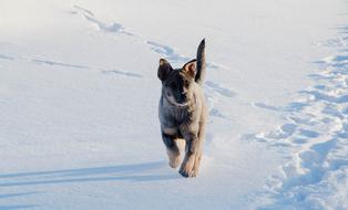 goodly Dog Snow Winter
