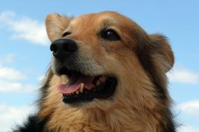goodly Dog Mixed Breed