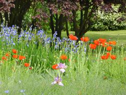 Meadow Natural poppy Flowers