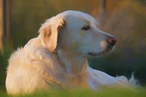 golden retriever is resting in the garden