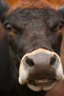 irresistible Cow Face Farm
