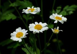 Flower White Spring Small