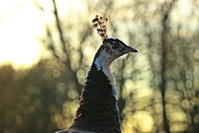 Peacock Bird forest