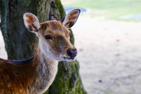 young deer in a city park in Japan