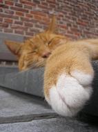 kind ginger cat sleeping close-up on a blurred background
