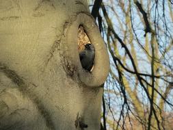 black bird sits in a hollow tree in a park