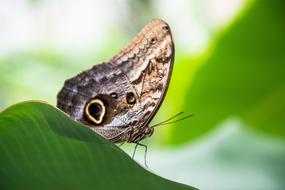 irresistible Butterfly on Leaf