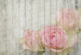 rose bloom pink drawing