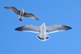 Animal Blue Sky