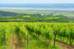 Vineyard Landscape Wine