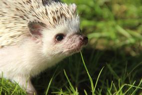 goodly African Dwarf Hedgehogs