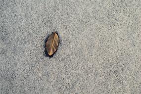 Frozen Leaf Snow